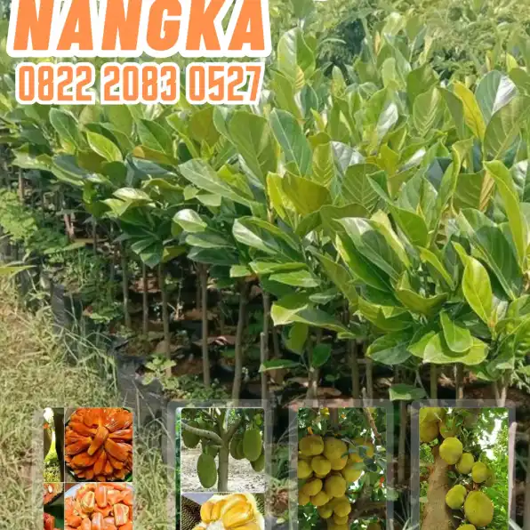 0822 2083 0527 ( Tsel ) Pusat Bibit Pertanian,  Bibit Nangka Sayur