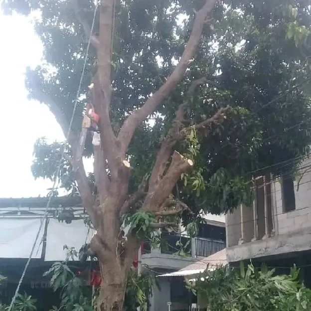 jasa tebang pohon Depok,Jaksel,tangsel