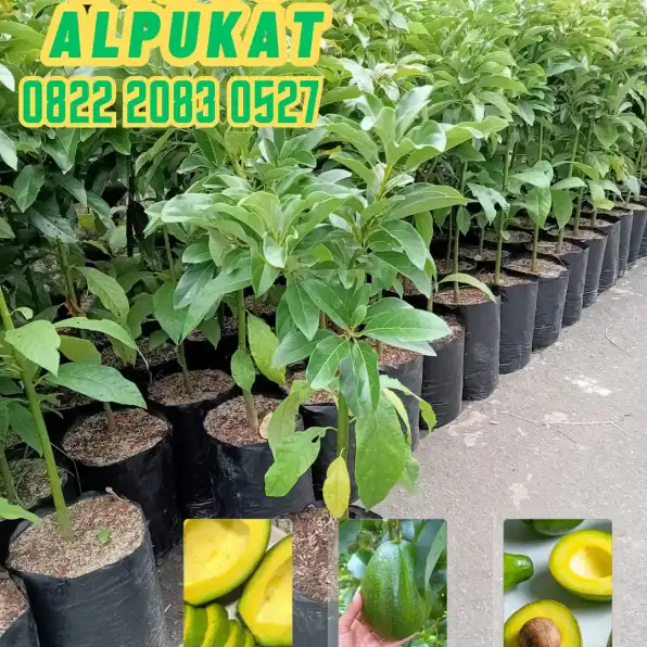 0822 2083 0527 (TSEL) Hortikultura Buah   Bibit Alpukat Miki Jawa Tengah