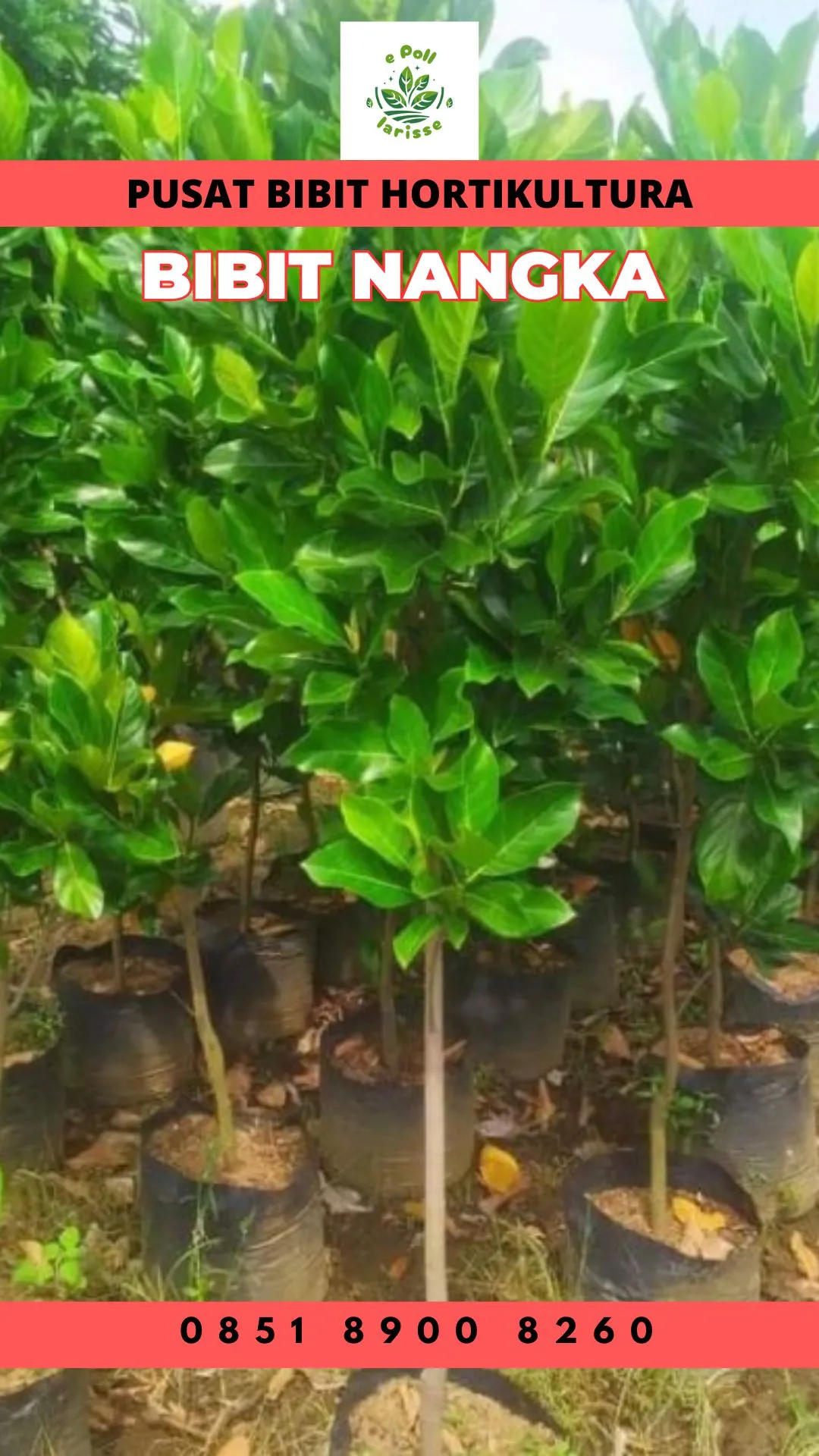 Sentra Bibit Pertanian, Bibit Nangka Jumbo