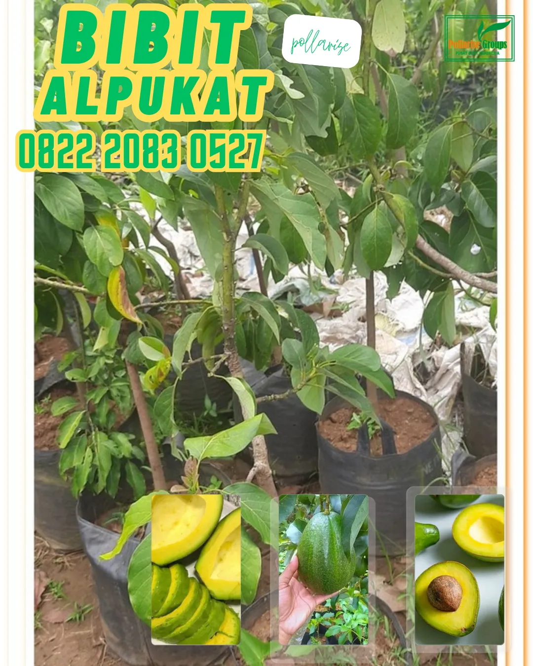 0822 2083 0527 (TSEL) Hortikultura Buah   Bibit Alpukat Super