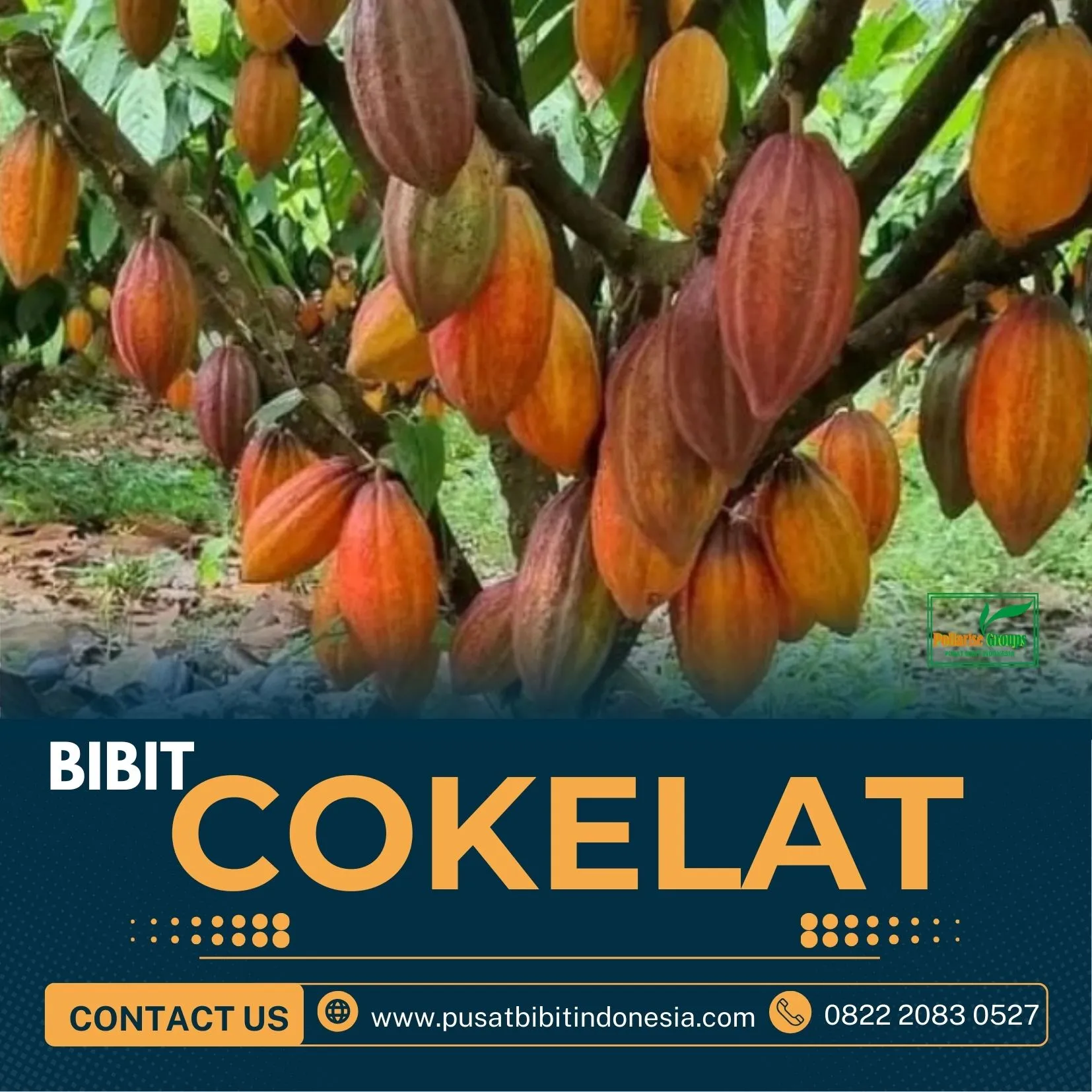 Sentra Bibit Kakao 45, Bibit Kakao Klon 45 Pollarise
