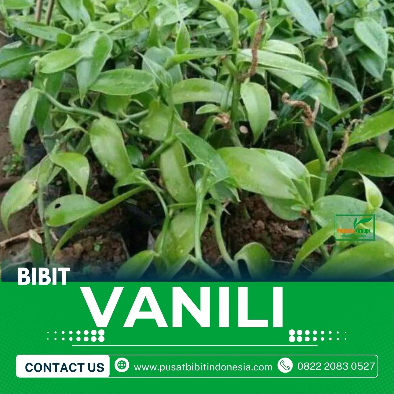 Sentral  Bibit Vanili Unggul