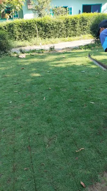 jual rumput lapangan sepak bola cirebon terbaik