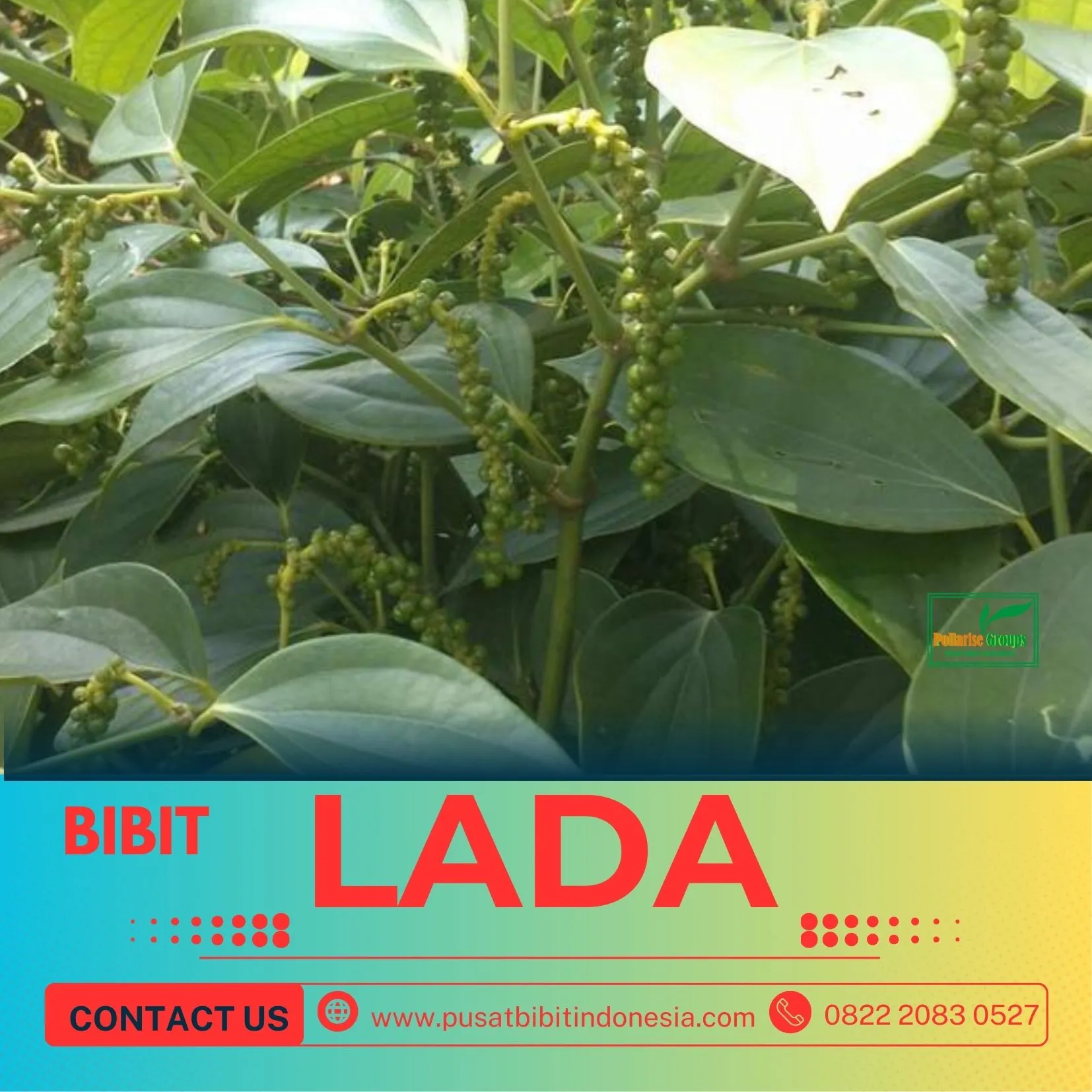 Pusat Bibit,  Harga Bibit Lada India
