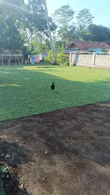 jual rumput lapangan sepak bola cianjur terdekat