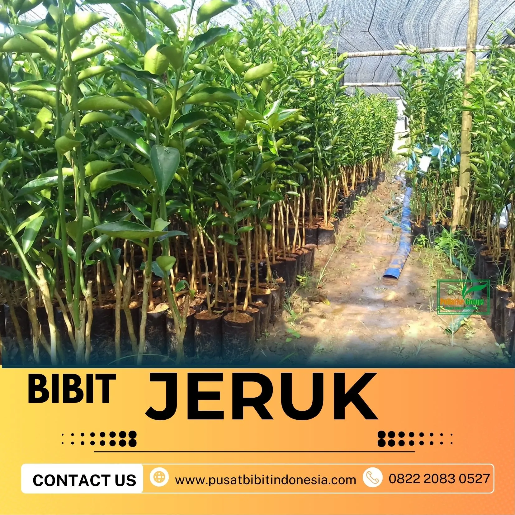 Hortikultura Buah  Bibit Jeruk Keprok Di Malang