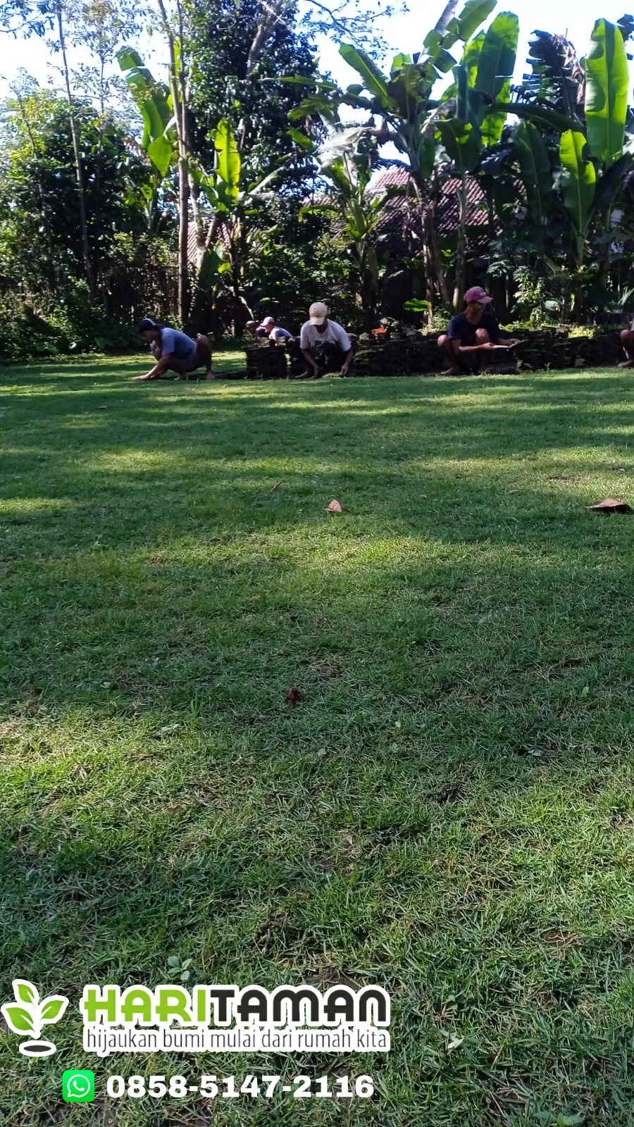 Harga Rumput Jepang Kota Malang
