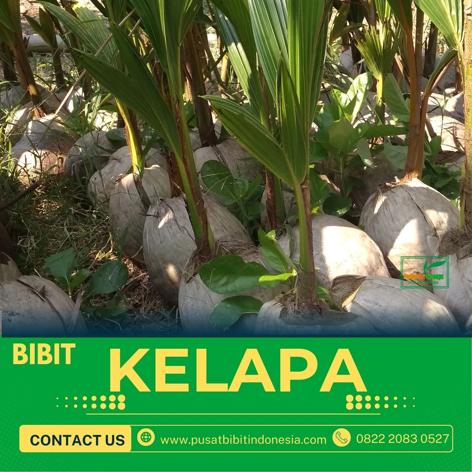 Sentra Bibit Kelapa, Bibit Kelapa Hibrida Purworejo