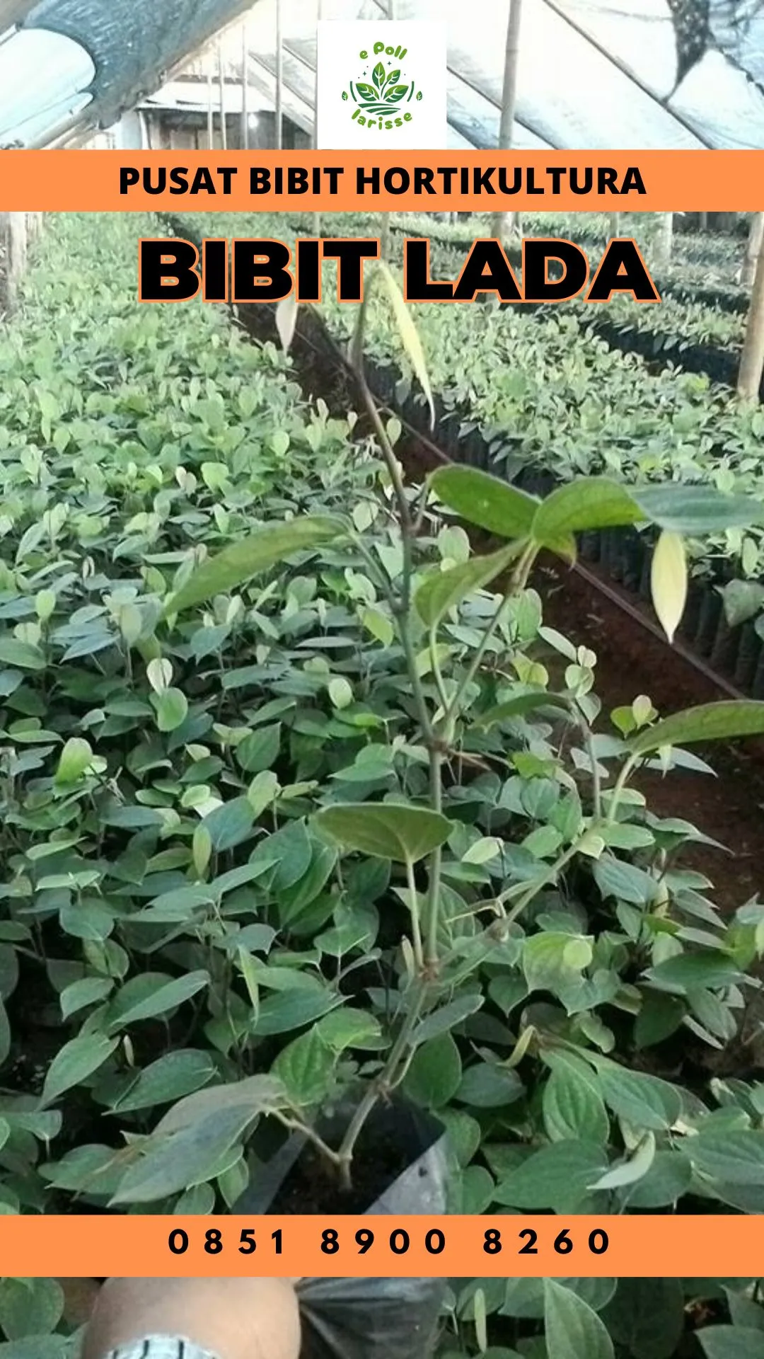 Pusat Bibit,  Benih Cili Solok Lada