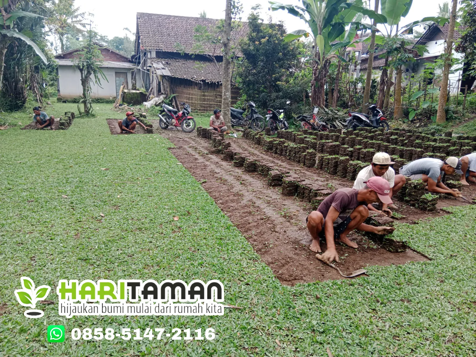 Supplier Rumput Jepang Tuban Terbaik