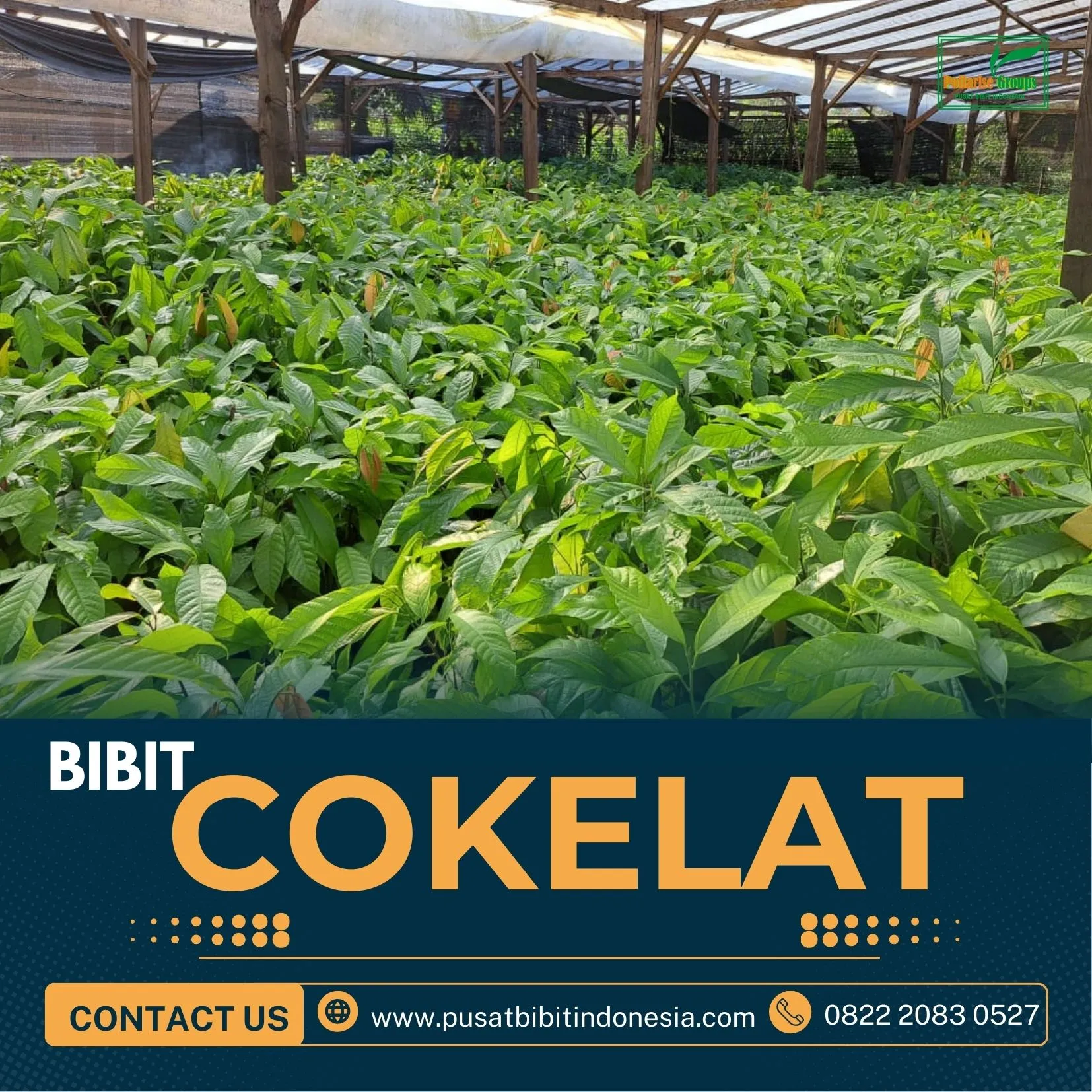 Pusat Bibit Kakao Criollo, Bibit Kakao Coklat Pollarise