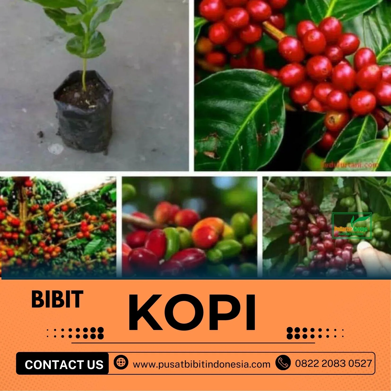 Sentra Bibit Kopi, Bibit Kopi Robusta Di Bogor