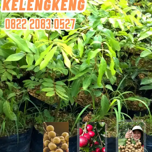 0822.2083.0527 (Tsel) Agrocenter Harga Bibit Kelengkeng Di Lampung