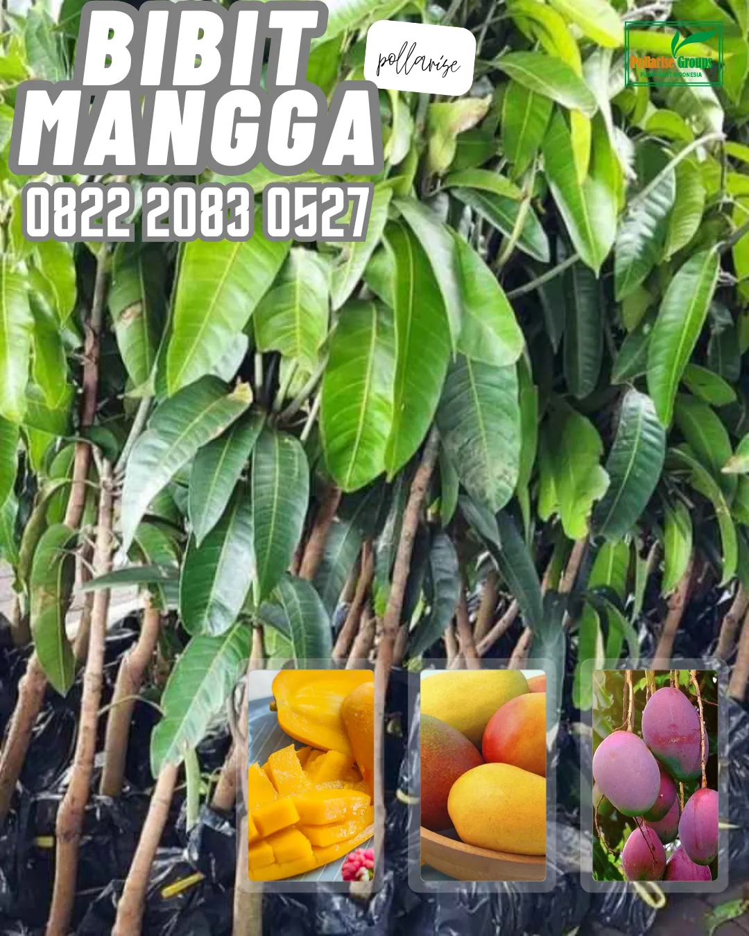 0822 2083 0527 (Tsel) Hortikultura   Bibit Unggul  Mangga Gedong Gincu Jakarta