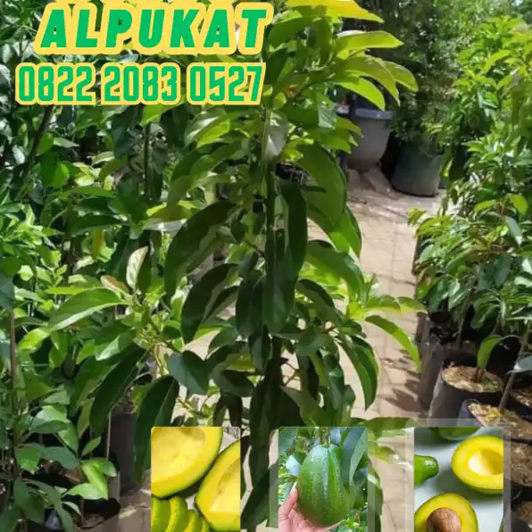 0822 2083 0527 (TSEL) Hortikultura Buah   Bibit Alpukat Jogja