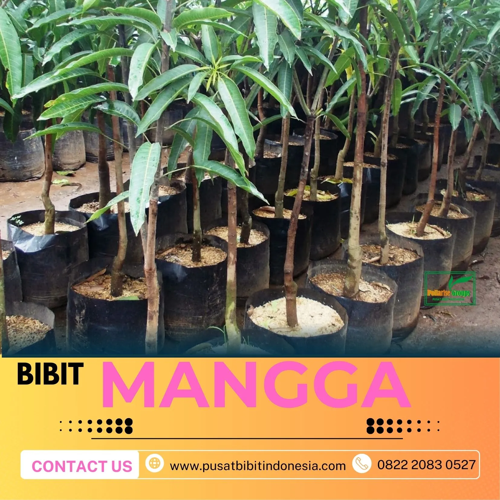 Hortikultura   Bibit Unggul  Mangga Golden Queen