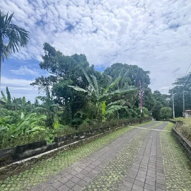 Dijual 59 are & 1,68 Ha. Jl. Batu Kurung I Raya Bunutan Kedewatan Ubud Gianyar