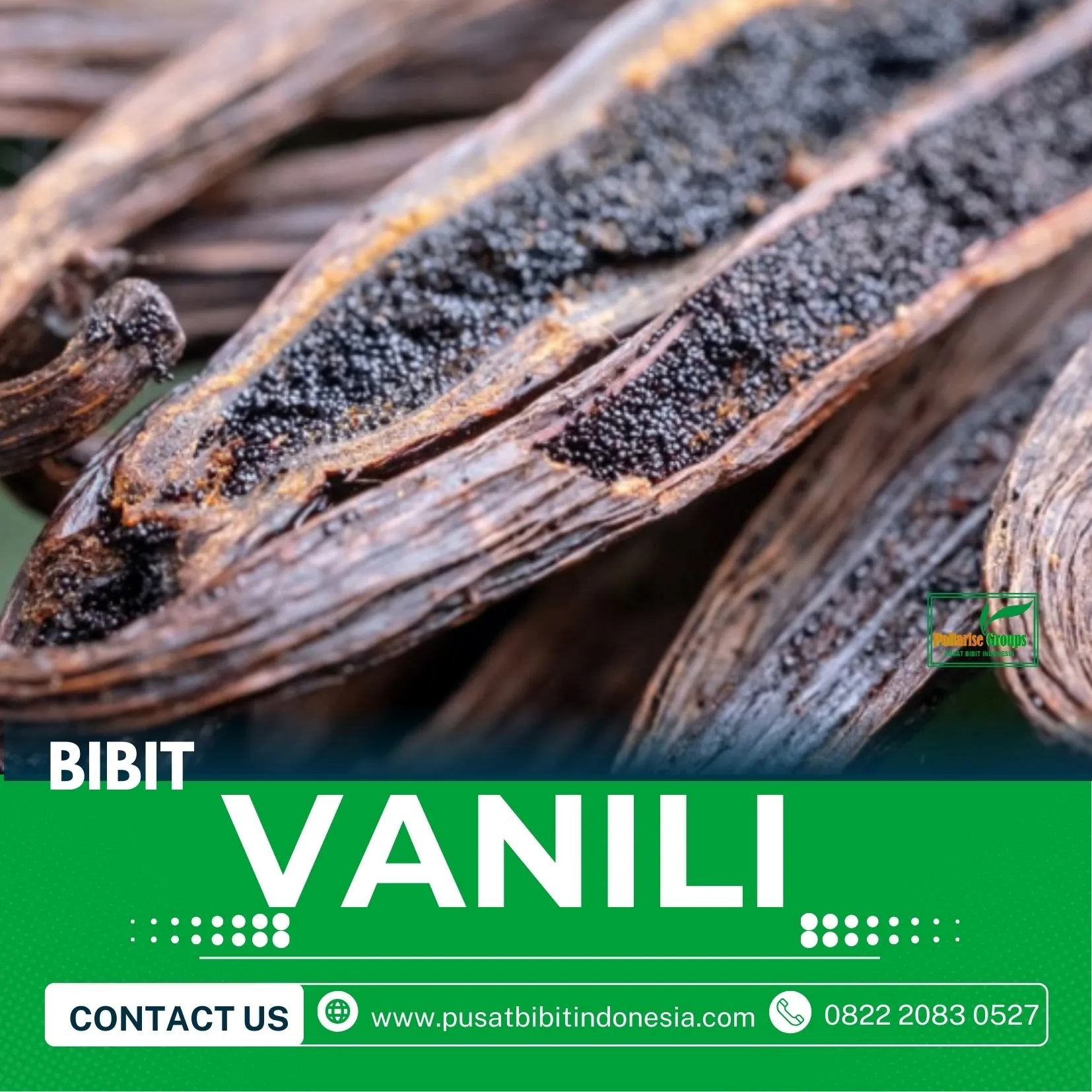 Sentral  Bibit Vanili Unggul