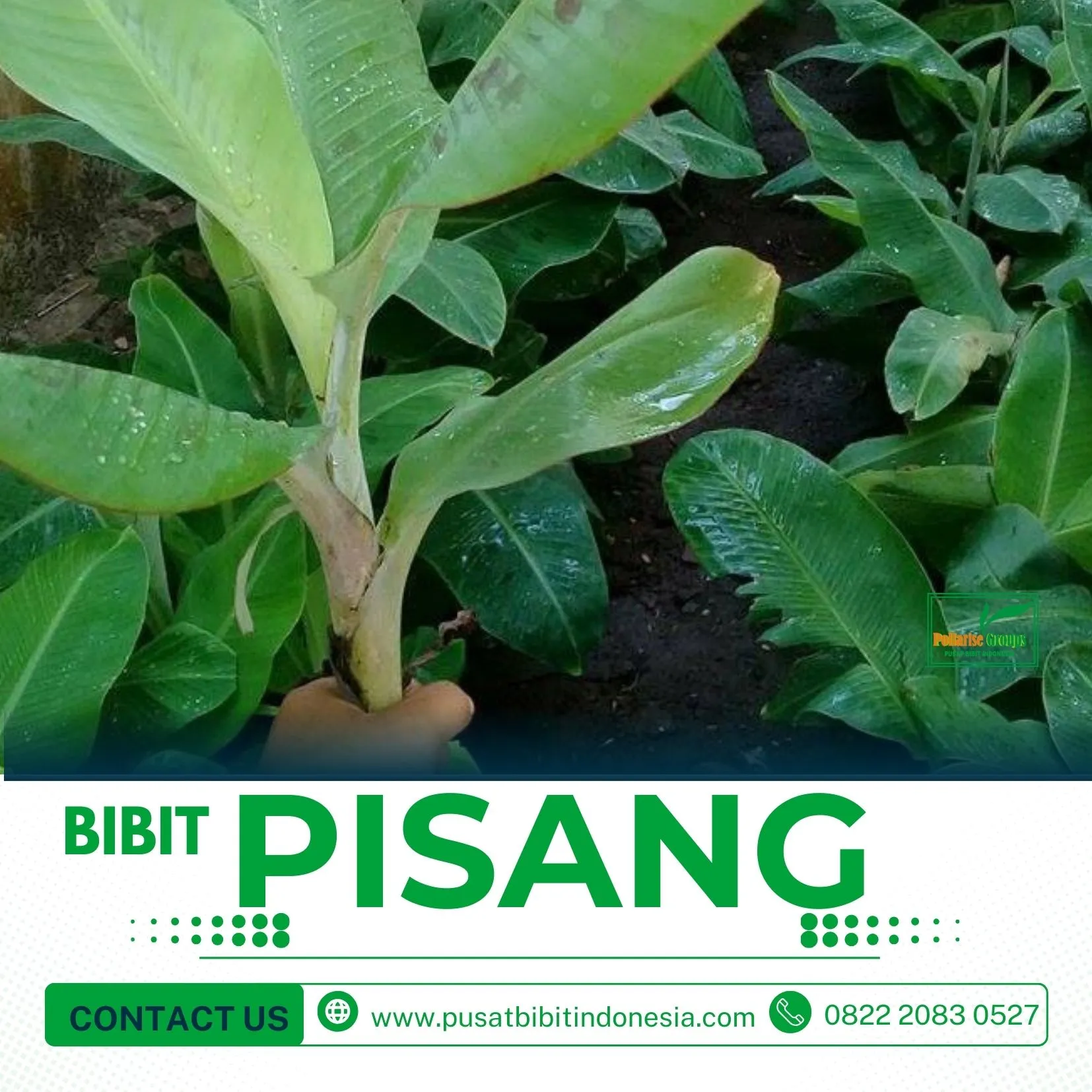 Harga Bibit Pisang Raja Di Jogja