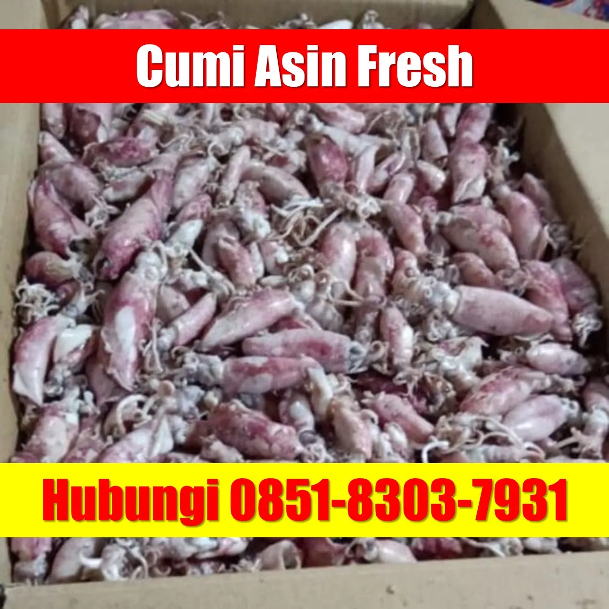 Fresh SEGAR, Jual Cumi Asin Baby Cumi Kabupaten Lampung Utara