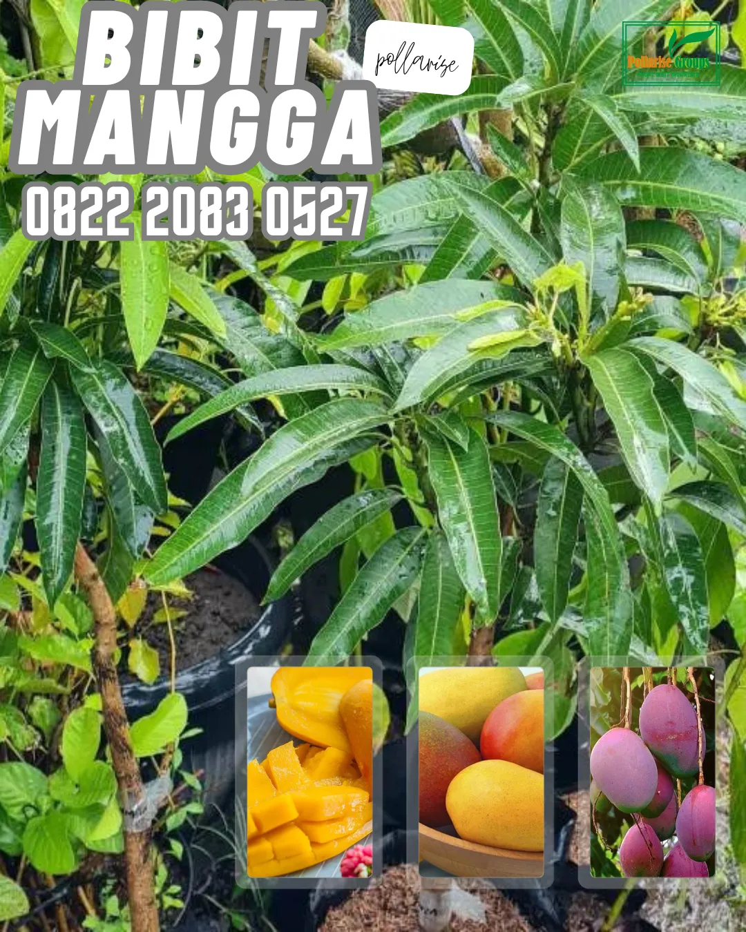 0822 2083 0527 (Tsel) Hortikultura   Bibit Unggul  Mangga Harumanis