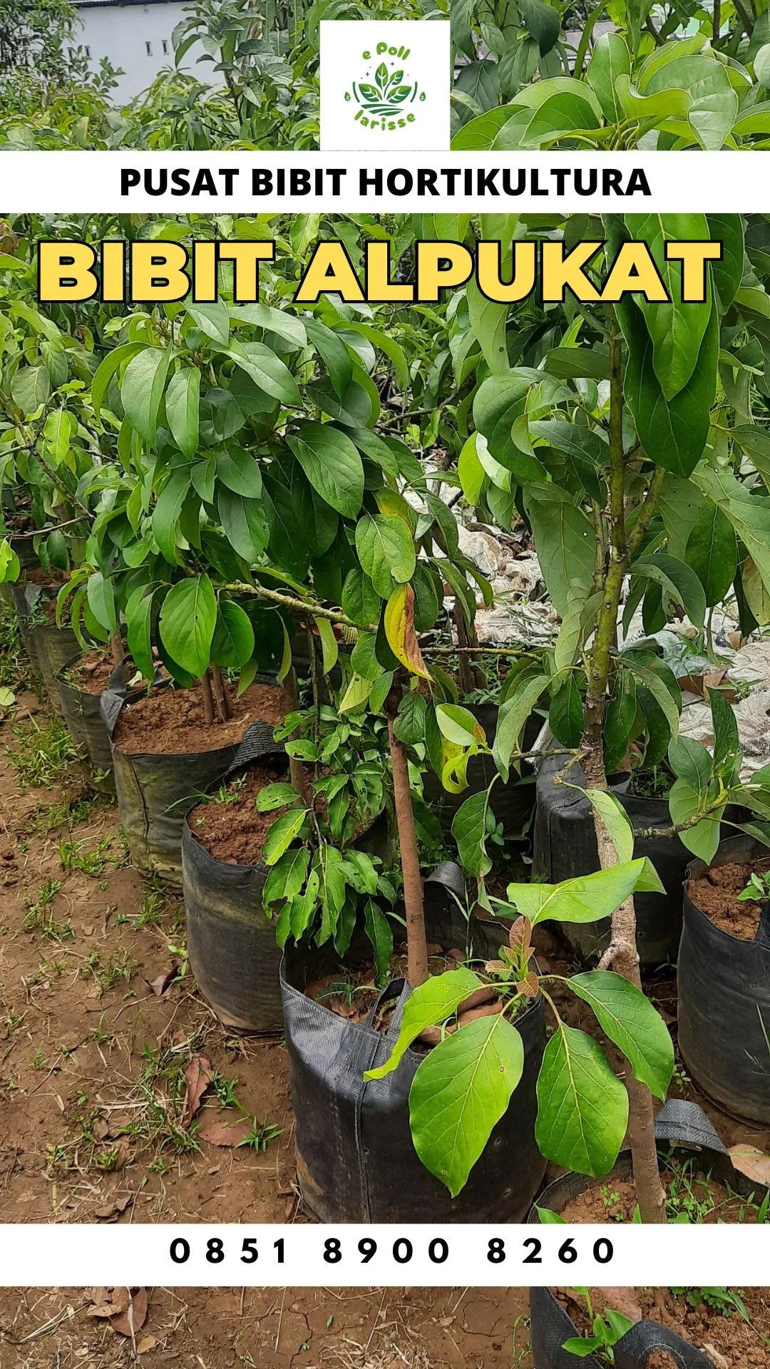 Hortikultura Buah  Harga Bibit Mangga Alpukat