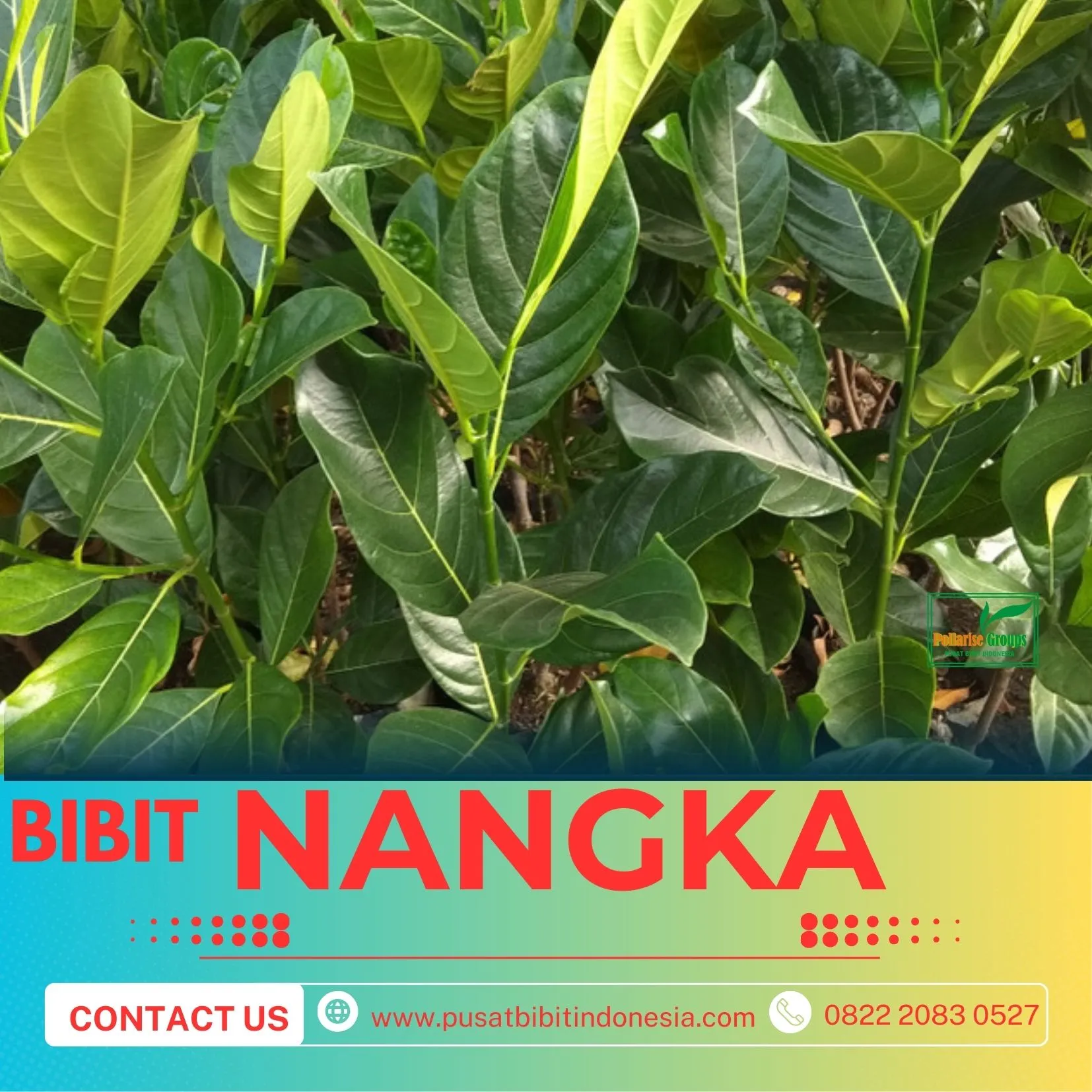 Sentral Bibit, Bibit Nangka Madu Jumbo