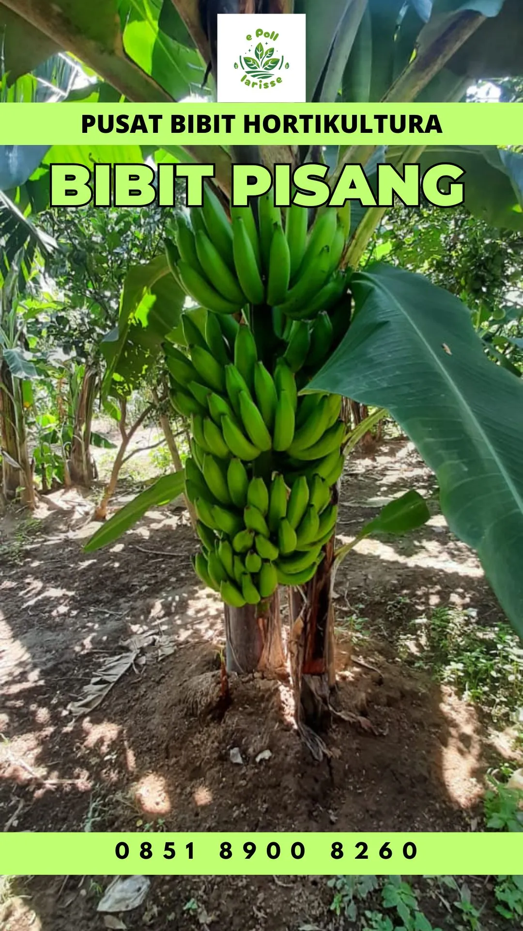 Harga Bibit Pisang Raja Di Jogja