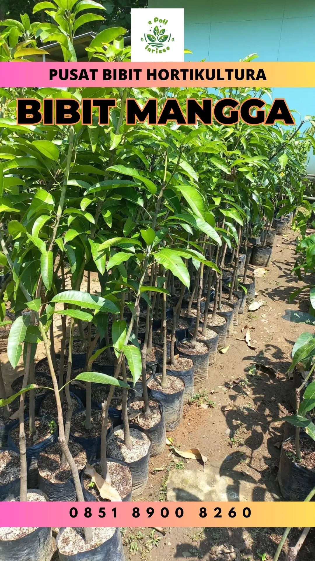 Bibit Unggul  Mangga Di Pasuruan