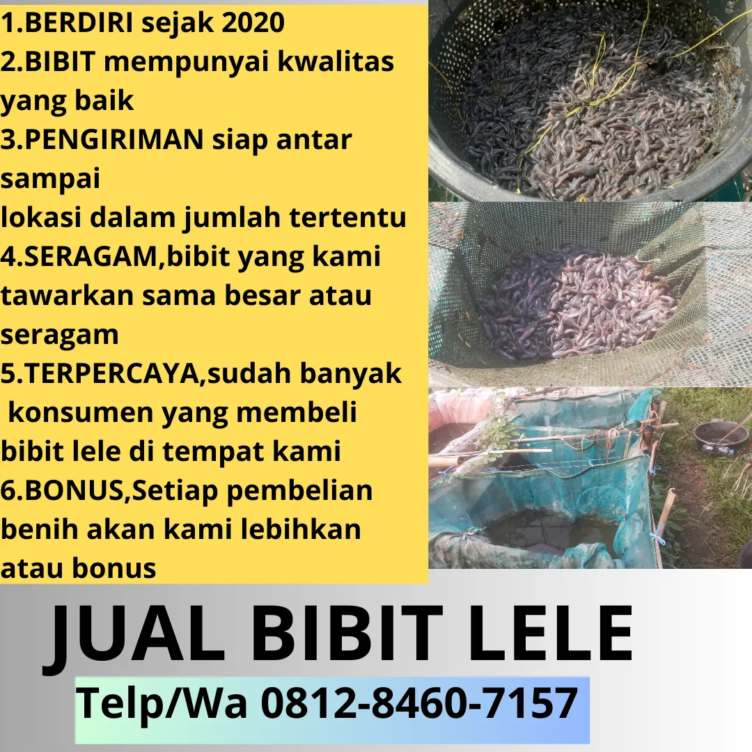 Garansi Hidup  Harga Bibit Lele Untuk Pemula Ukuran Seragam Cirebon Salatiga