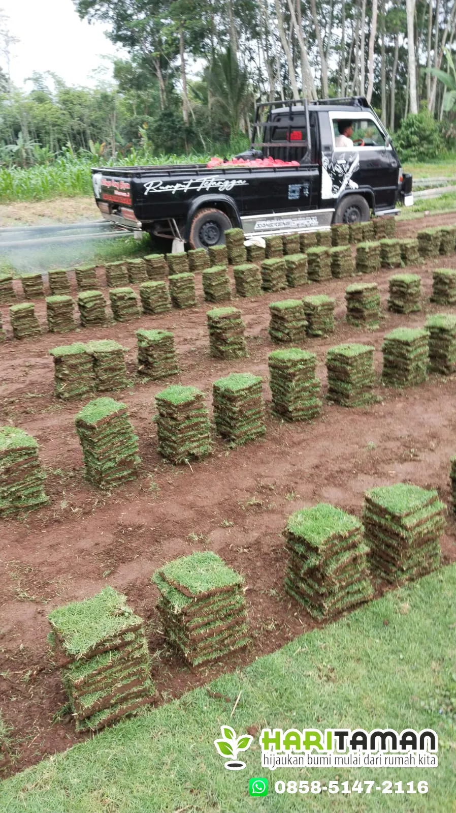 Rumput Jepang Pandaan Terbaik