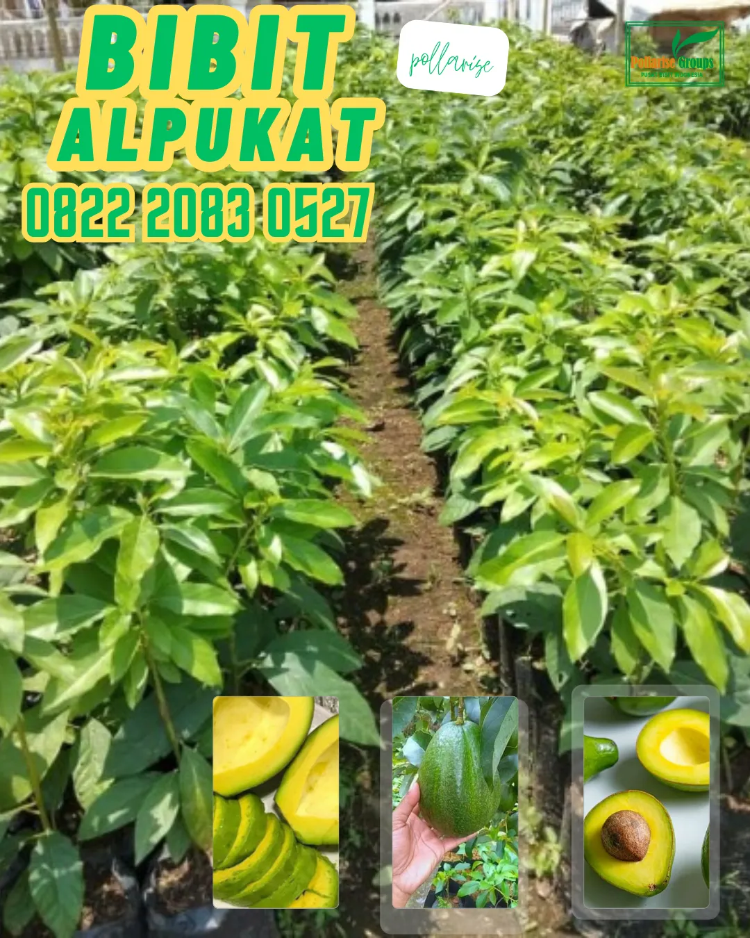 0822 2083 0527 (TSEL) Hortikultura Buah   Bibit Alpukat Super