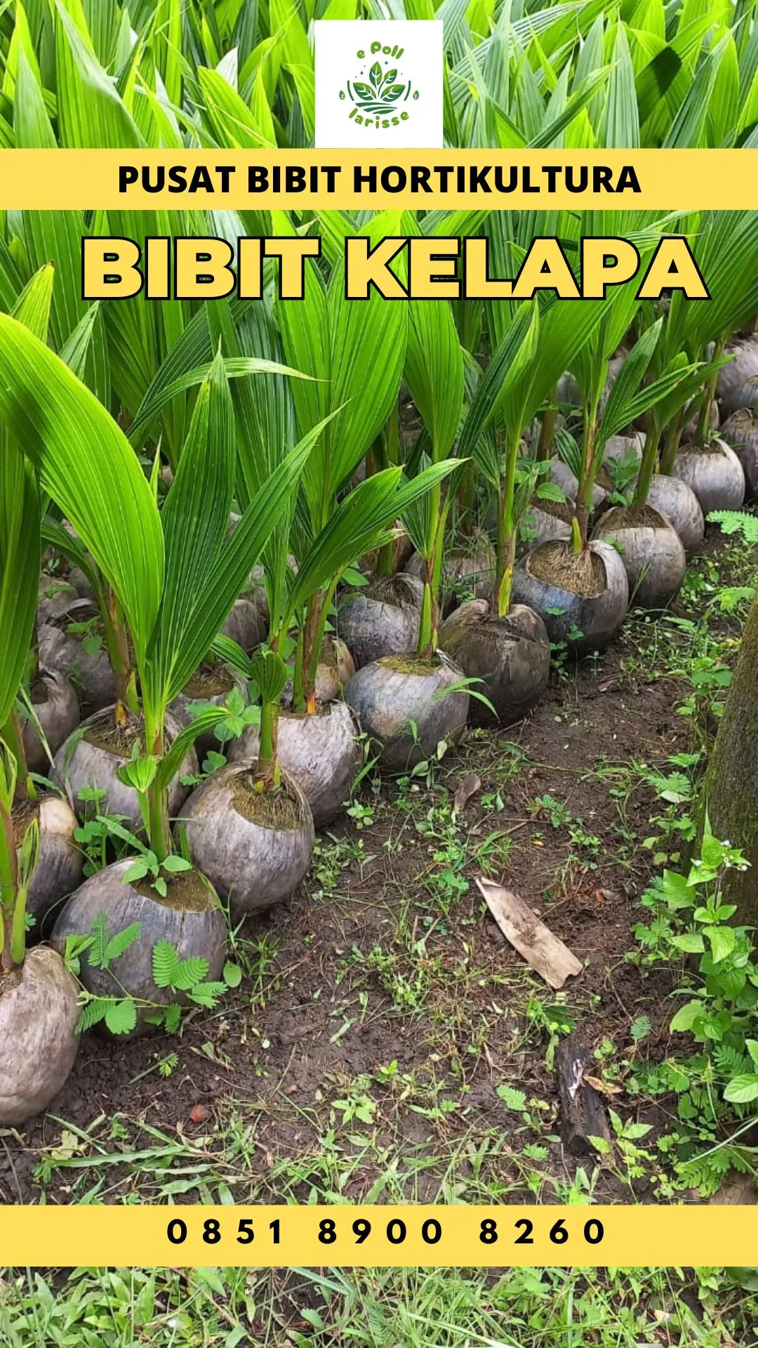 Sentra Bibit Kelapa,  Bibit Kelapa Hibrida Palembang