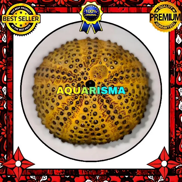 1 PCS CANGKANG BULU BABI BIG GOLDEN COLOBOCENTROTUS ATRATUS SEA URCHINS GRADE A+