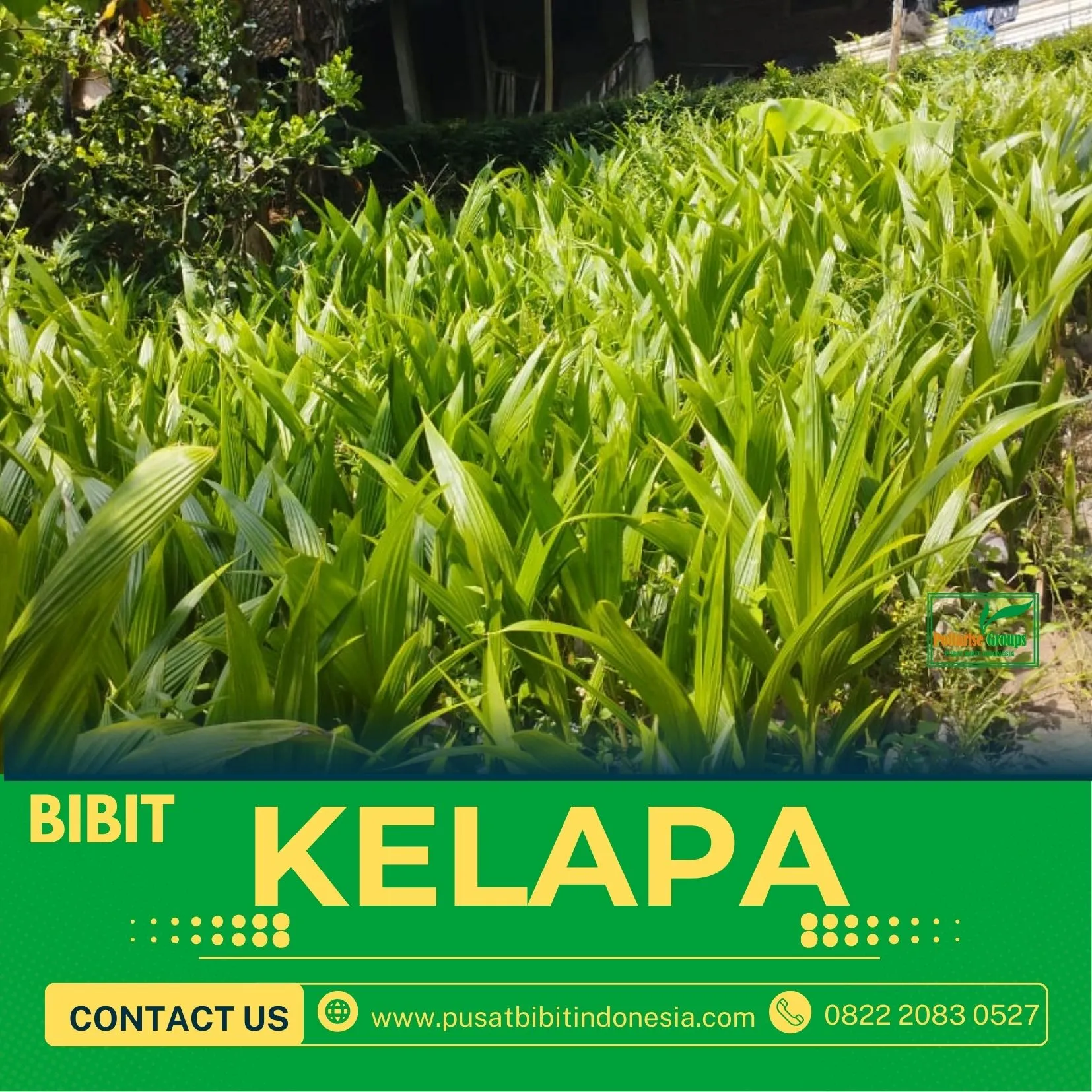 Sentra Bibit Kelapa, Bibit Kelapa Genjah Entok