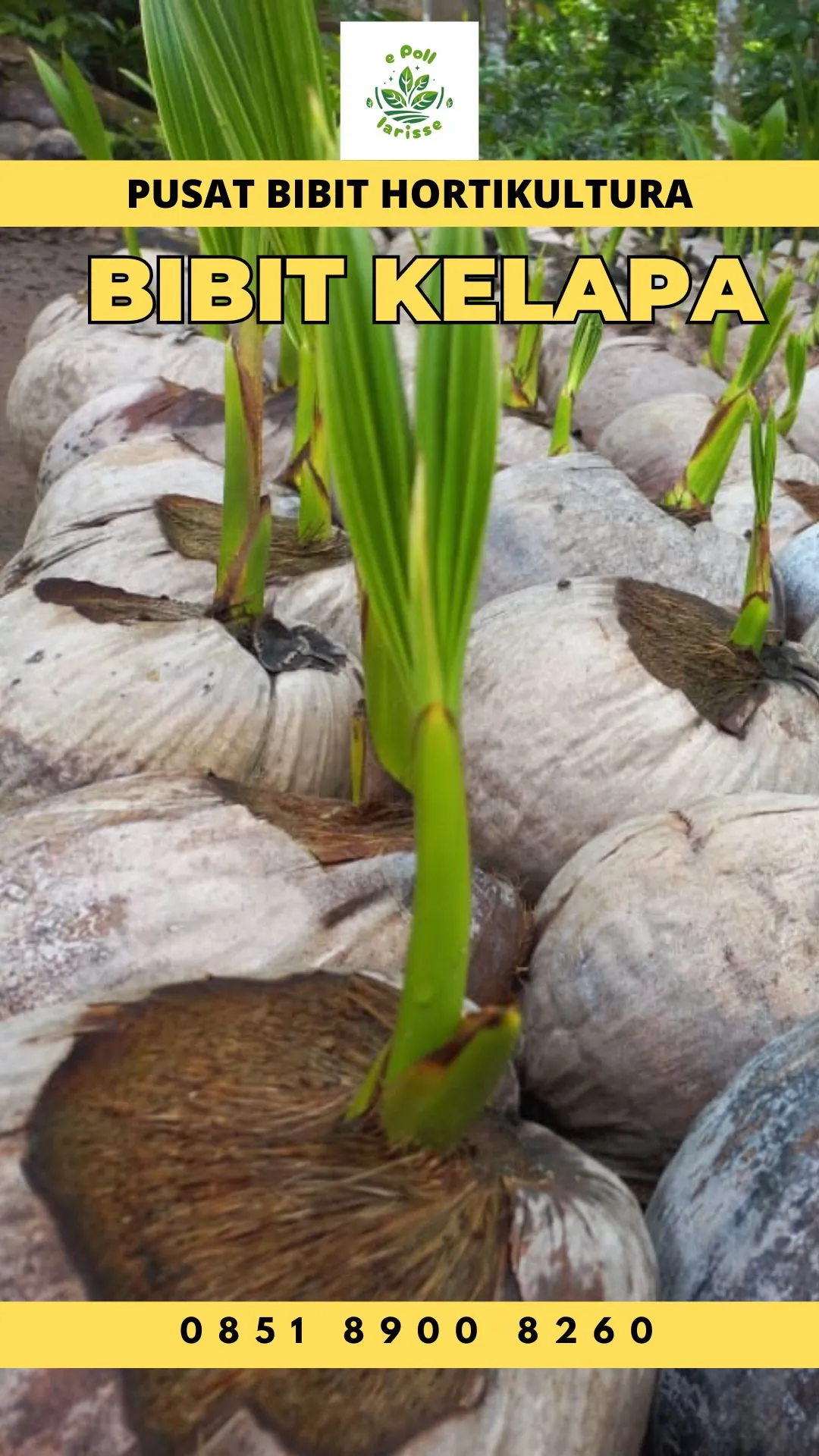 Sentra Bibit Kelapa, Bibit Kelapa Hibrida Super