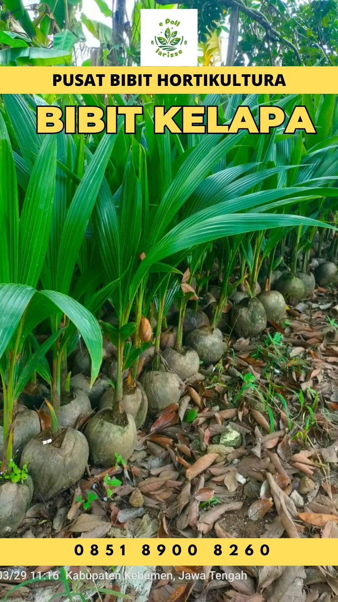 Sentra Bibit Kelapa, Bibit Kelapa Hibrida Unggul Di Medan