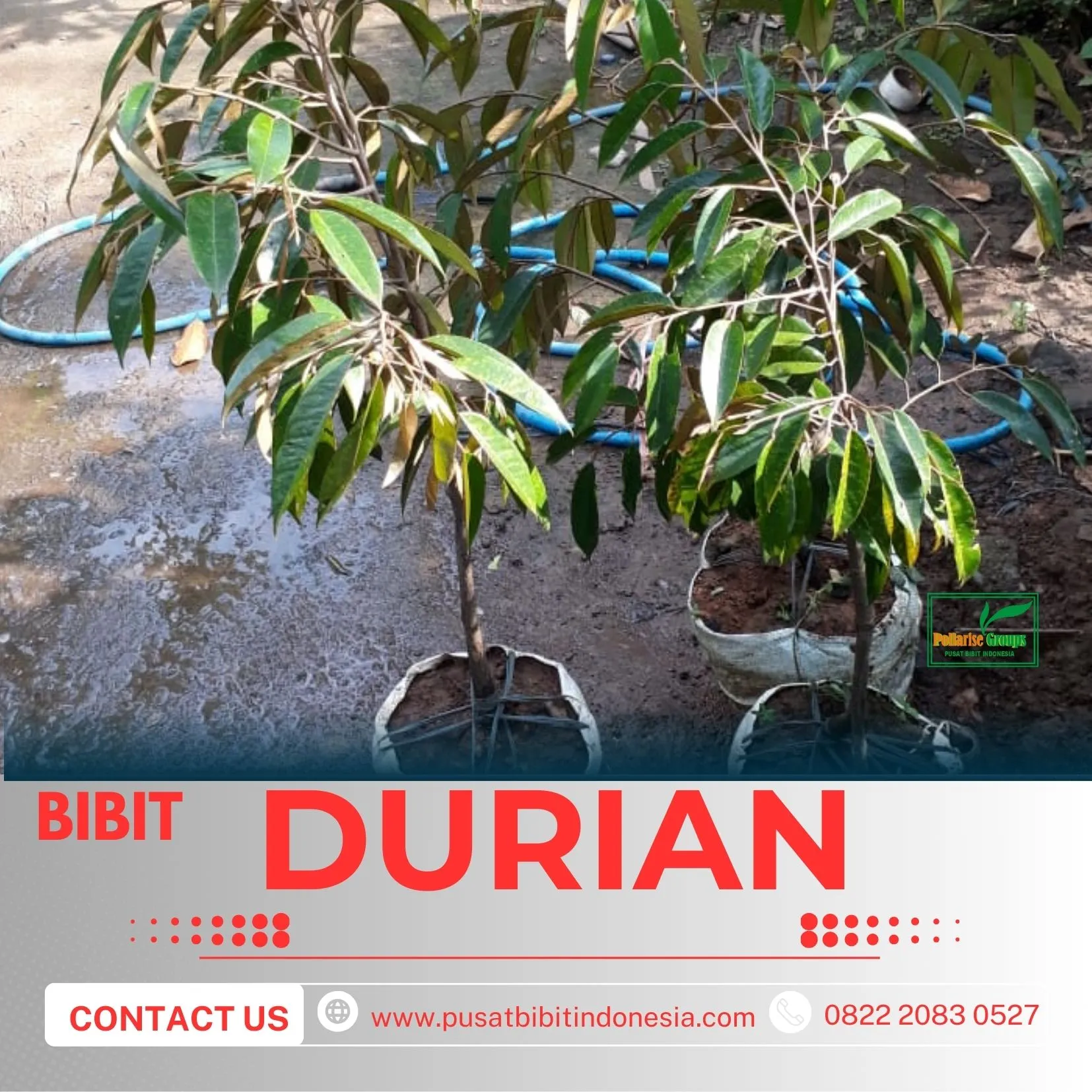 Hortikultura Buah  Bibit Durian Montong
