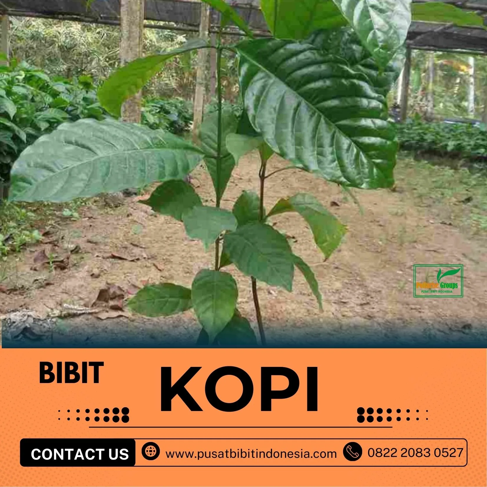 Sentra Bibit Kopi, Bibit Kopi Di Aceh