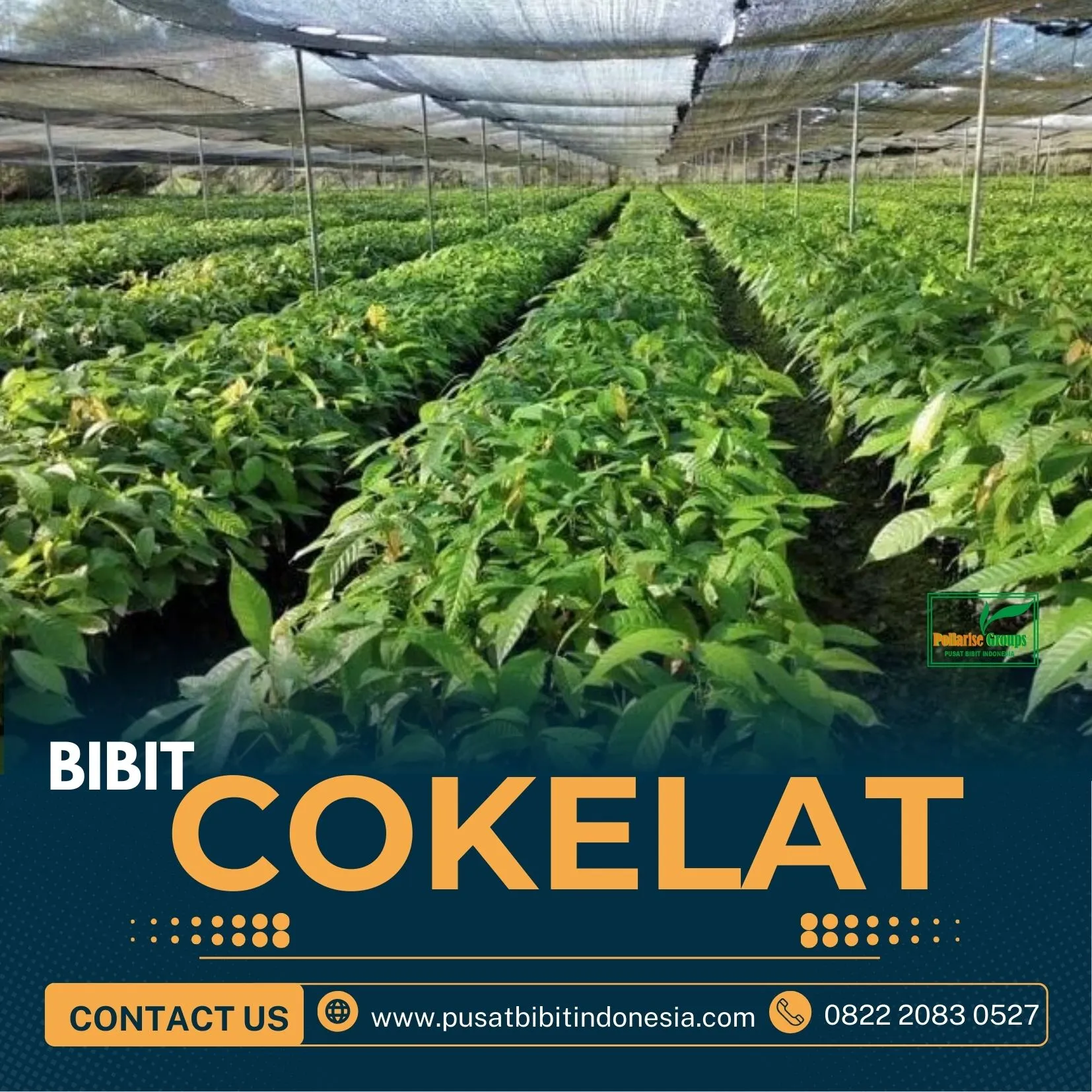 Sentra Bibit Kakao 45, Bibit Kakao Klon 45 Pollarise