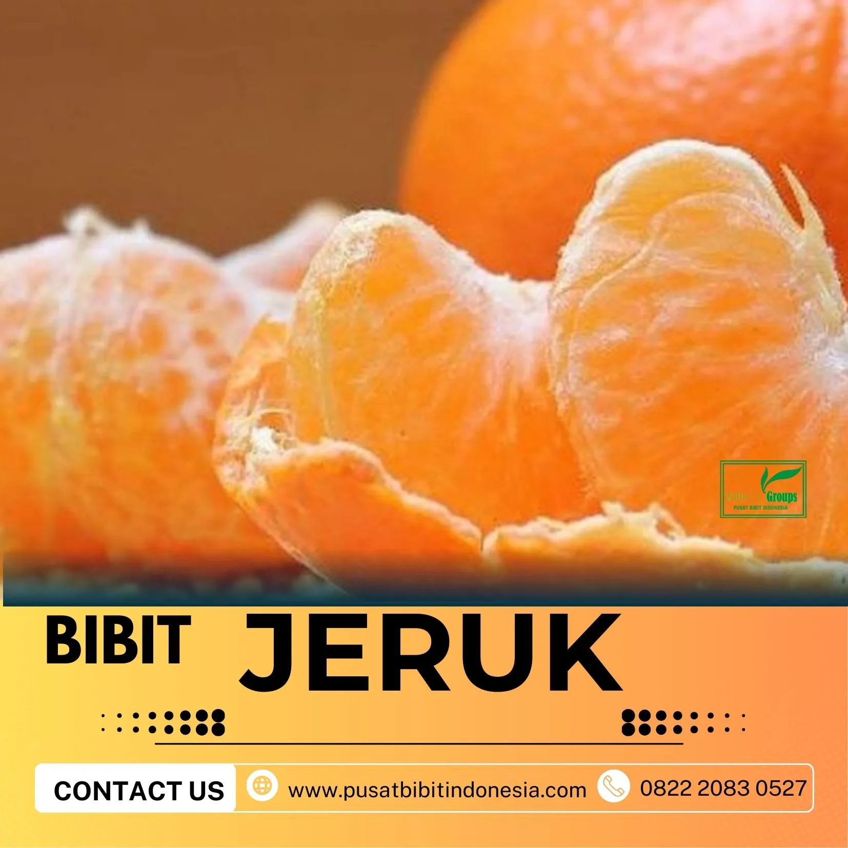 Hortikultura Buah  Bibit Jeruk Nagami Surabaya