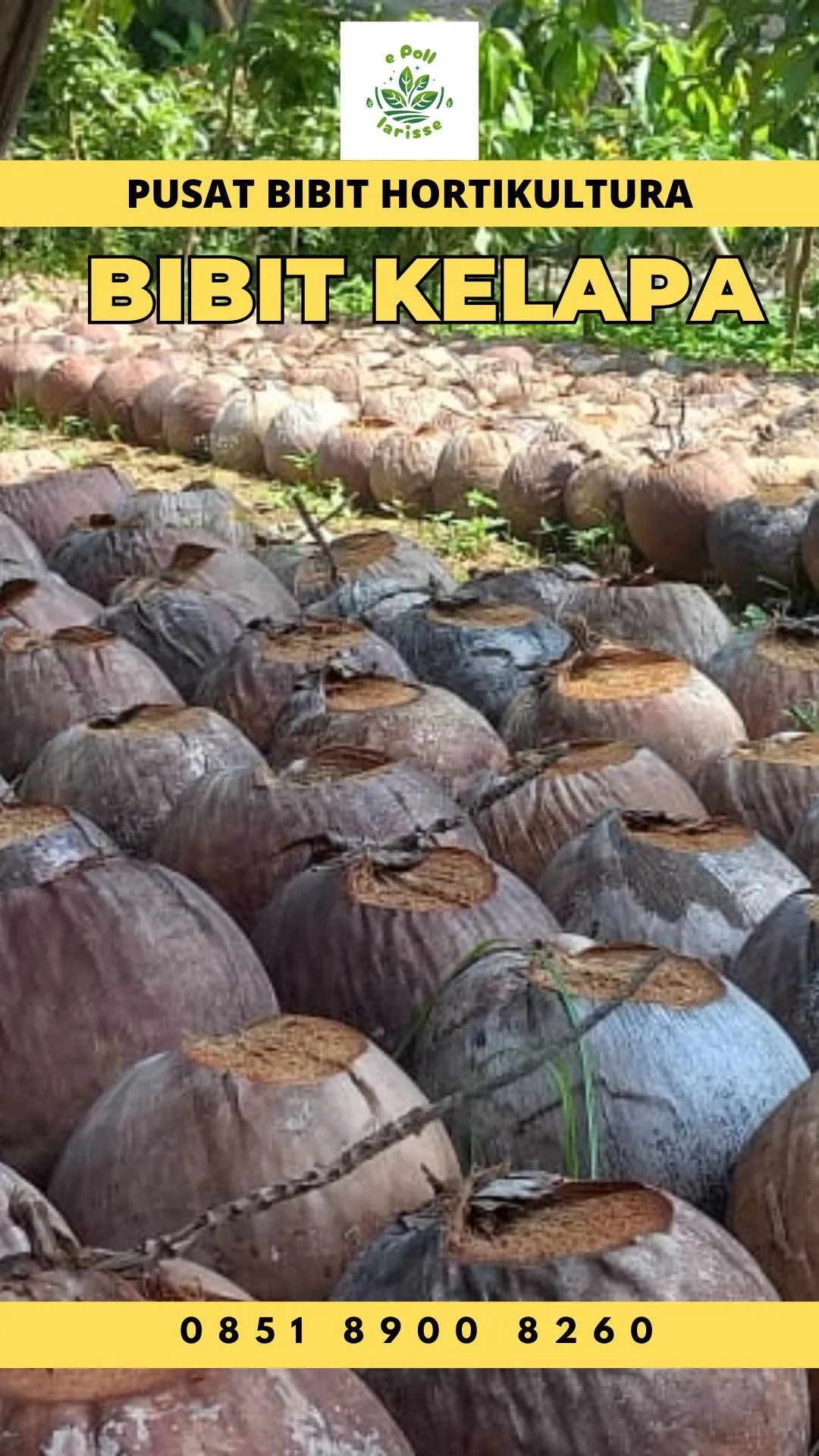 Sentra Bibit Kelapa,  Bibit Kelapa Hibrida Palembang