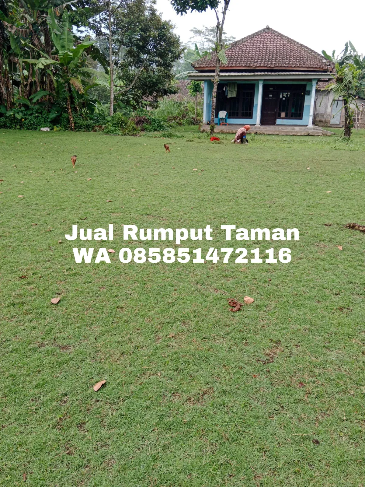 Rumput Jepang Sidoarjo Termurah