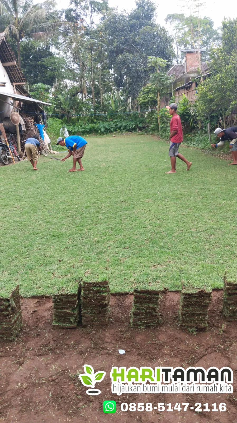 Rumput Jepang Pandaan Terbaik