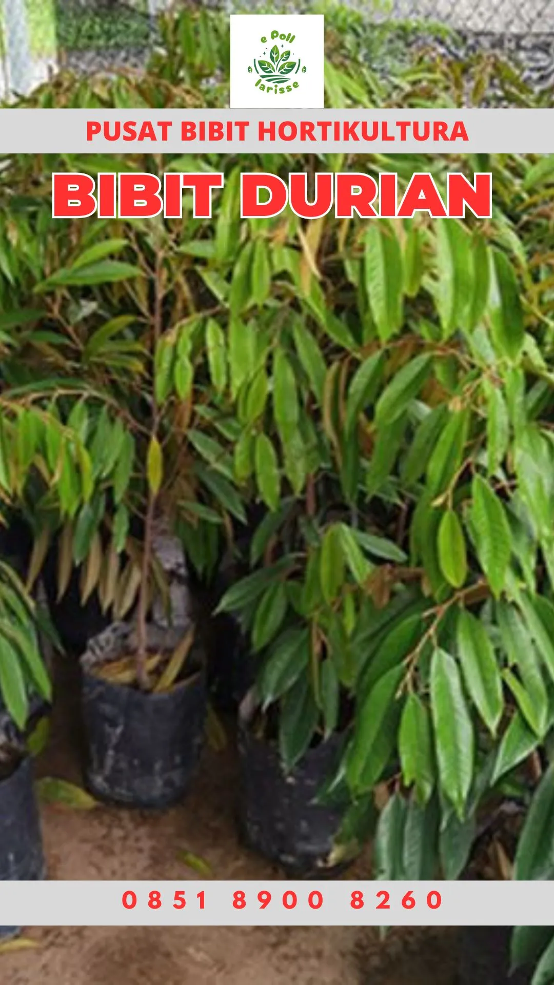 Hortikultura Buah Bibit Durian Montong Terdekat