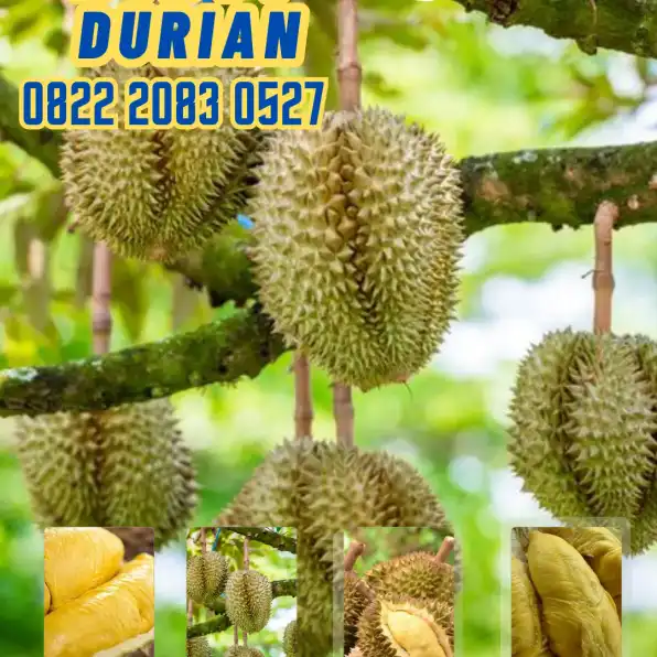 0822.2083.0527 (Tsel)  Hortikultura Buah  Bibit Durian Musang King Di Palembang