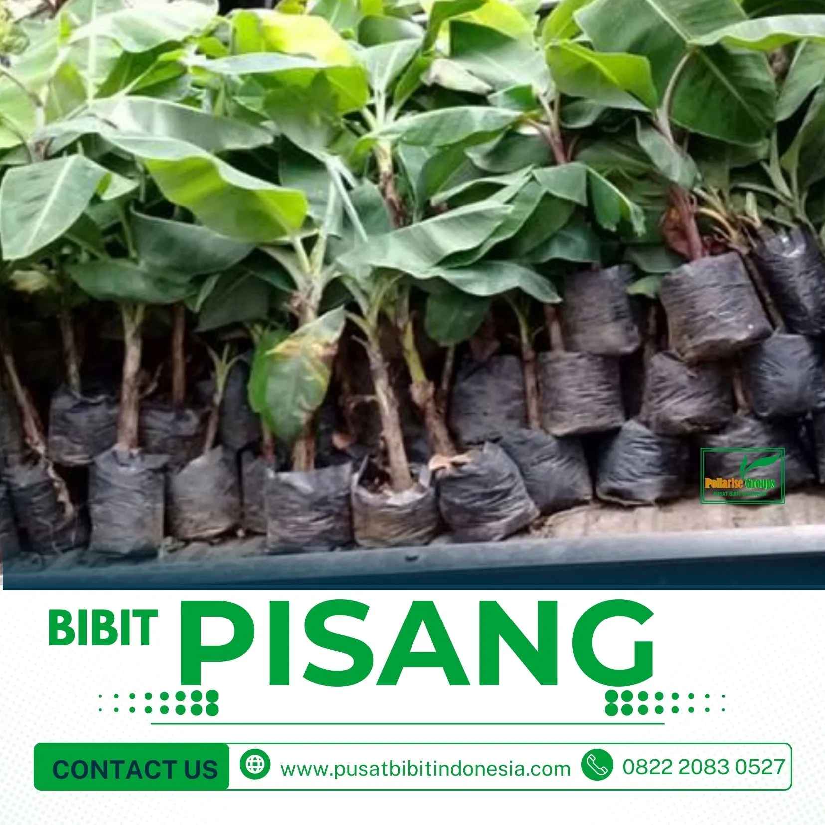 Bibit Pohon Pisang Raja