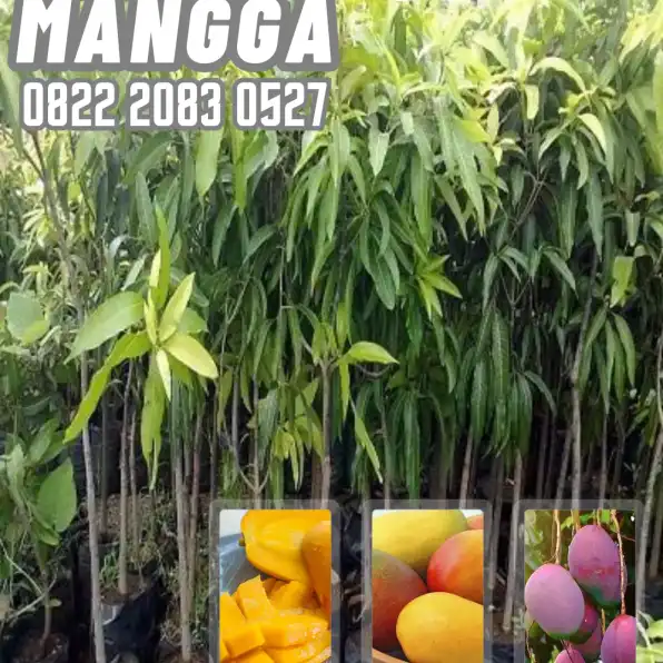 0822 2083 0527 (Tsel) Hortikultura   Bibit Unggul  Mangga Manalagi Jakarta