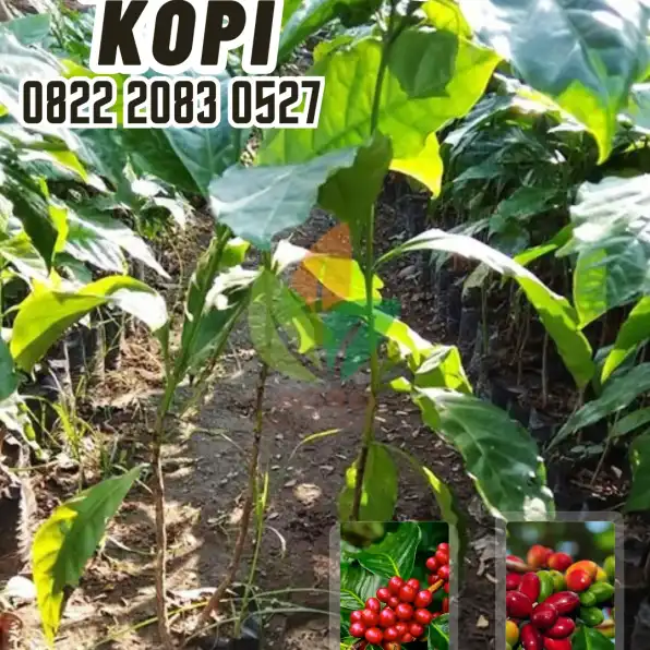 0822 2083 0527 ( Tsel ) Sentra Bibit Kopi, Bibit Kopi Robusta Sidikalang